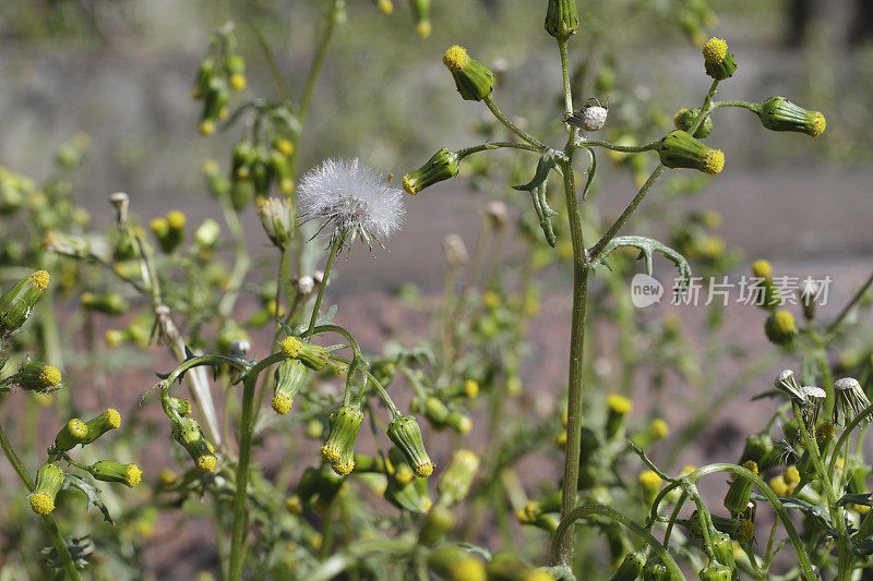 普通地sel Senecio vulgaris pappus种子黄色花